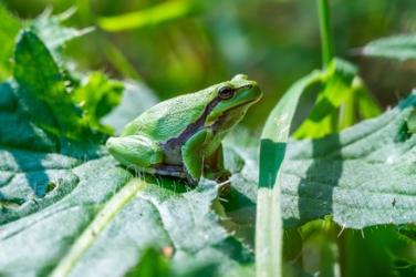 Een boomkikker zit op een groot blad in een kruidige vegetatie