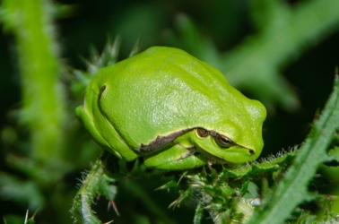 Een boomkikker zit op een distel