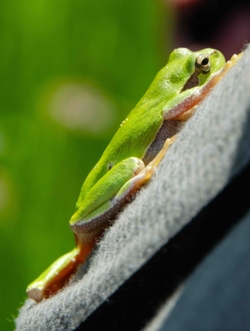 Een boomkikker klimt naar boven op een jas van de natuurgids