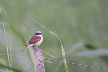 Een grauwe klauwier zit op ene paal en kijkt ons aan. Enkele rietplanten zitten op de voorgrond. De achtergrond is vervaagd.