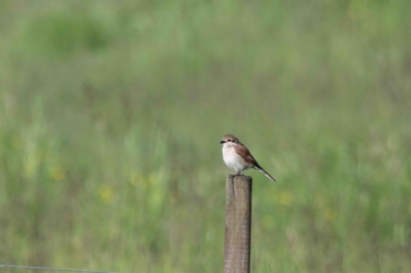 Een vrouwtje grauwe klauwier zit op een rond houten paaltje. Achtergrond groen vervaagd grasland.