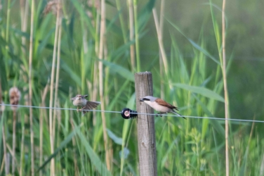 Een mannetje grauwe klauwier rechts heeft een insect in de snavel om aan zijn jong links te voeren. Beide vogels zitten op een draad. Tussen de dieren een paaltje. Op de achtergrond riet.