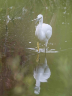 Een kleine zilverreiger komt door het water naar ons toegelopen. Zijn gele rechterpoot komt net boven water. Bellen op het water tonen zijn voortbeweging. De kuif op zijn achterhoofd steekt uit naar links. Het water rimpelt zacht wat je ook ziet in de spiegeling van het dier in het water.