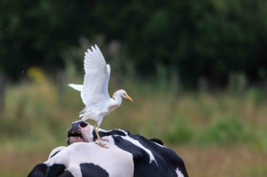 Een koereiger is net geland op de rug van een koe. Met zijn vleugels in de lucht is hij nog op zoek naar evenwicht. De koe kijkt omhoog naar haar rug om te zien wat er gaande is.