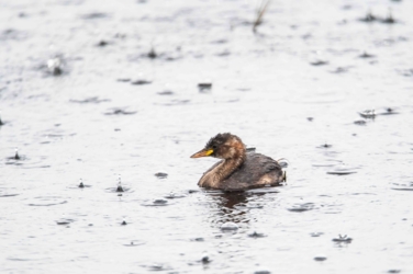 In jonge dodaars zwemt in het water. In het water rond hem zie je de pletsende regendruppen.