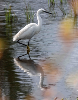 Een kleine zilverreiger waadt door het water. De sierpluimen op zijn kop, rug en borst zijn duidelijk zichtbaar en hij wordt weerspiegelt in het licht golvende water. De zon geeft een speciaal beeld aan het geheel met enkele lichte bruinoranje vlekken.