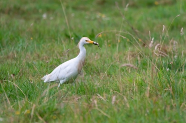 Een koereiger loopt door het gras met een kleine kikker in zijn bek.