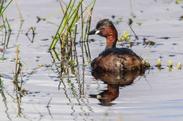Een dodaars in zomerkleed op het water, zijn lichaam gereflecteerd in dat water. Rondom enkel waterplanten.