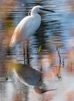Bezoek de vogelkijkhut in De Banen en kijk uit op de gemengde aalschover en lepelaarskolonie en andere watervogels