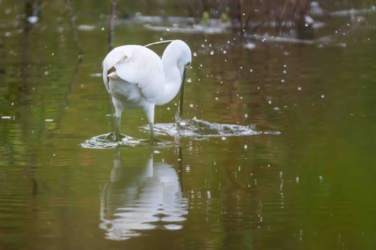Een kleine zilverreiger staat met de rug naar ons toe en slaat toe in het water. We zien zijn snavel net terug uit het water komen en opspattende druppels. Dit beeld wordt tevens weerspiegelt door het water.