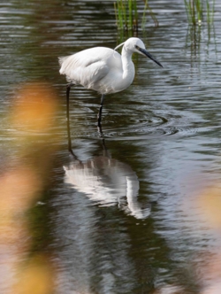 Een kleine zilverreiger op jacht in het water. De sierpluimen op zijn kop, rug en borst zijn duidelijk zichtbaar en hij wordt weerspiegelt in het licht golvende water. De zon geeft een speciaal beeld aan het geheel met enkele lichte bruinoranje vlekken. Op de achtergrond enkele biezen die uitsteken uit het water.