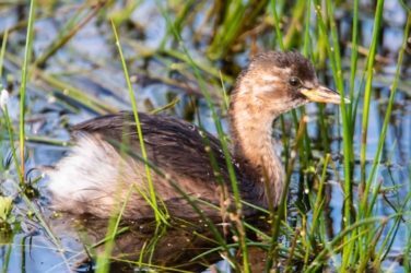 Een jonge dodaars zwemt tussen de biezen in het water