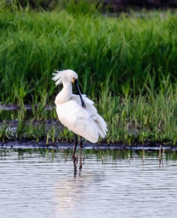 Een lepelaar poetst de veren op zijn rug. Op de achtergrond riet.
