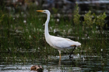Een grote zilverreiger fourageert in de Banen.