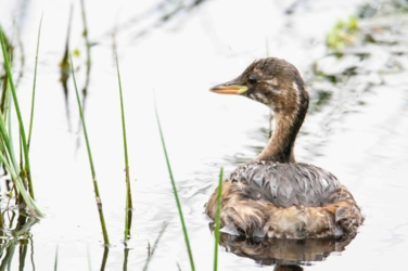 Een jonge dodaars ligt met zijn rug naar ons toe in het water. Met de kop kijkt hij naar links. Links van hem steken enkele biezen uit het water.