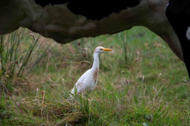 Een koereiger loopt in het gras tussen de poten van een koe.