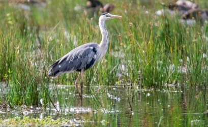 Een blauwe reiger staat in laag water tussen de biezen. Op de achtergrond zien we vervaagd enkele grauwe ganzen.