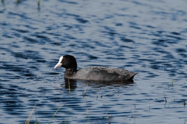Een meerkoet zwemmend in het water naar links. Enkele sprieten van biezen steken nog net boven het water uit.