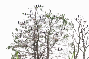 Zicht op de boom met de aalschoverkolonie in De Banen. De boom zit vol aalschovers en je ziet ook enkele nesten.