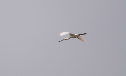 Een lepelaar vliegt voorbij door de grijze lucht