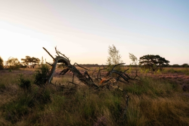 Een afgebroken dode den ligt tussen de heide en het pijpenstro op de Leenderheide in de ochtendgloed.