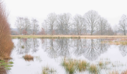 Een rij eiken bomen weerspiegelt in het water van een ondergelopen weiland.  Op de rand links zien we enkele berken en op de voorgrond biezen die uit het water steken