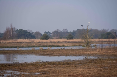Een nieuw ontwikkeld ven op Leenderheide met in de verte een kale boom met daarin links een aalschover met openstaande vleugels en rechts in het topje een grote zilverreiger