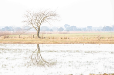 Foto in high key van een naar rechts gebogen kale boom. De boom staat op de oever van een onder water staand weiland en weerspiegelt daar in dat water. In het water komen verspreid overal grassprieten door.