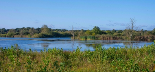 Zicht op een ven. We zien de groene omranding van struiken en riet met in het midden het water. Enkel dode bomen staan op de rand van het ven.