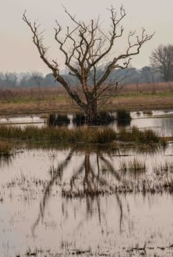 Een afgestorven oude eik staat in het ven. De takken steken kaal in de lucht. De boom wordt weerspiegelt in het ven. De weerspiegeling wordt hier en daar onderbroken door groeiende biezen