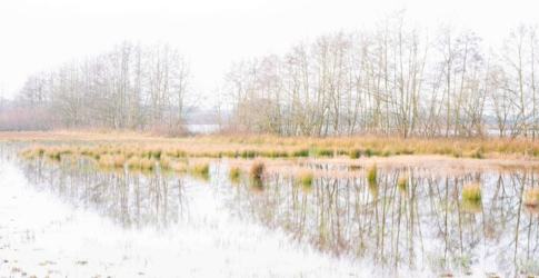 Een bomenrij op de rand van een ondergelopen weiland weerspiegelt in het water. In het water zien we biespollen net onder de spiegellijn. Foto met overdadige belichting wat een speciaal effect geeft. High Key.