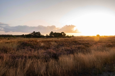 We zien de opkomende ochtendzon rechts met een oranje gloed als een boog aan de horizon. Het landschap is vlak met heide en pijpenstrootje. Enkele dennen staan aan de horizon waar zich ook enkele wolken aftekenen.