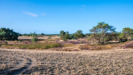 Op de voorgrond een kale vertrappelde zandvlakte met daarachter een lappendeken van bloeiende heide, kale grassen, vliegdennen en berken. Dit alles onder een straalblauwe hemel met een enkel wolkje.