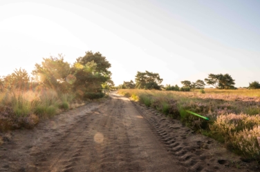 We staan op een kale zandweg en kijken recht vooruit. Rechts bloeiende heide en links de zon. Het tegenlicht van de zon geeft enkele speciale effecten in de foto.