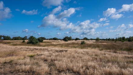 Een licht golvend heidelandschap waar de heide gedomineerd wordt door grassen. In de verte enkele verspreid staande vliegdennen. De lucht is helderblauw met witte wolken.