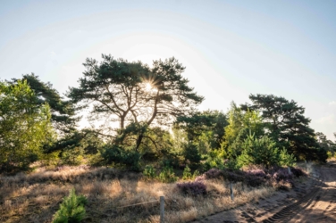 We zien de zon in stervorm achter een kale vliegden. Rondom de den nog enkele kleinere dennen en nog kleinere berken. Op de voorgrond bloeiende heide tussen schrale grassen en rechtsonder een zandweg met erlangs een afsluiting met een enkele draad en ronde houten paaltjes.