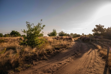 Een kale zandweg loopt over een landduinheuvel. Rechts de paaltjes en de draad van een afsluiting. Links heide met een enkele jonge struik. Het geheel ligt in een oranje ochtendgloed