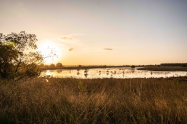 Links de opkomende zon aan de horizon boven een ven een weinig verscholen achter een alleenstaande struik. Op de voorgrond pijpenstrovegetatie.