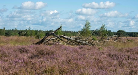Op de voorgrond bloeiende heide met daarachter een grille dode boom op de grond. In de verte de bosrand en ertussen nog enkele verspreid staande berken.