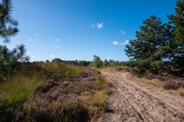 Een kale zandweg loopt van rechtsonder omhoog over een landduin. Links en rechts van de weg bloeiende heide en enkele dennen. De lucht is helder blauw met enkele wolkjes.