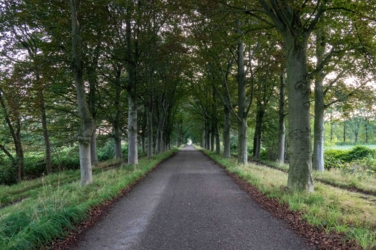 We staan midden op de rode beukendreef van de kluis in Hamont Achel richting Leenderheide