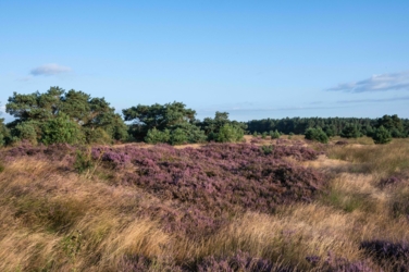 Een dichte plek bloeiende heide staat tussen het Pijpenstrootje Op de achtergrond de bosrand en enkele verspreide boemen