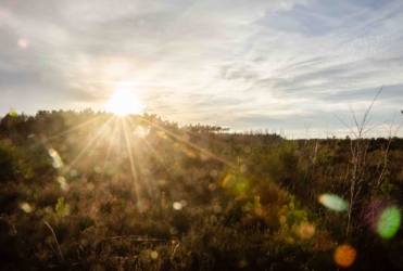 We zien de zon en een bewolkte hemel achter de bossen ondergaan. De zonnestralen verspreiden zich als een ster over de heidestruiken. Enkele bollen van de weerspiegeling van de lens in de rechteronderhoek. 