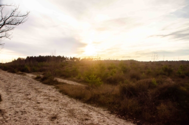 De zon staat laag aan de horizon en schemert door de wolken. Aan de horizon staan enkele dennenbomen. Op de voorgrond links kale witte zand en aan de rechterkant heide. In de rechterbovenhoek zien we ook enkele eiken takken.