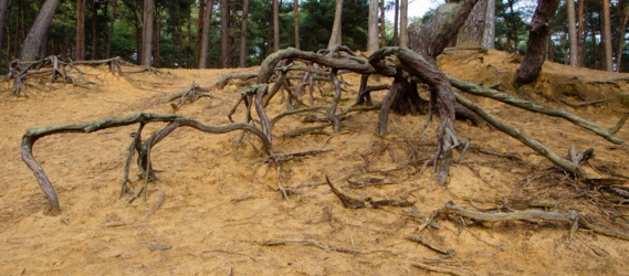 Blootliggende wortels in geel zand van de dennenbomen boven op een stuifzandheuvel. Op de top groeien nog hoge dennen.