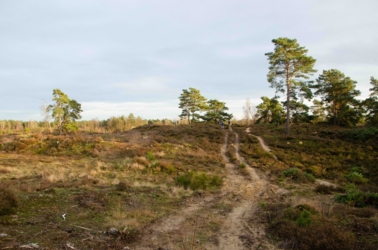 Een tweesporige zandweg kronkelt omhoog door een heideterrein met verspreide heidestruiken, heischrale grassen en op de top enkele hogere dennen