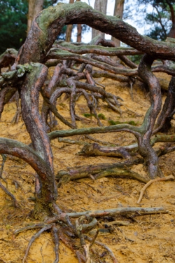 Blootliggende wortels in geel zand van de dennenbomen boven op een stuifzandheuvel. Op de top groeien nog hoge dennen.