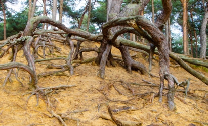 Blootliggende wortels in geel zand van de dennenbomen boven op een stuifzandheuvel. Op de top groeien nog hoge dennen.