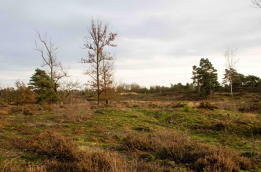 Verspreide heidestruiken met gras ertussen. Enkele eiken, dennen en een berk steek hoog boven de vlakte uit.