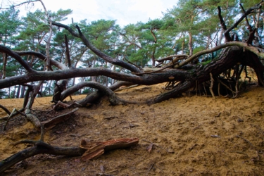 Een oude dode den ligt omgevallen in het stuifzand en zijn stam en takken maken kronkelige vormen. Boven op de tap staan hoge dennenbomen.